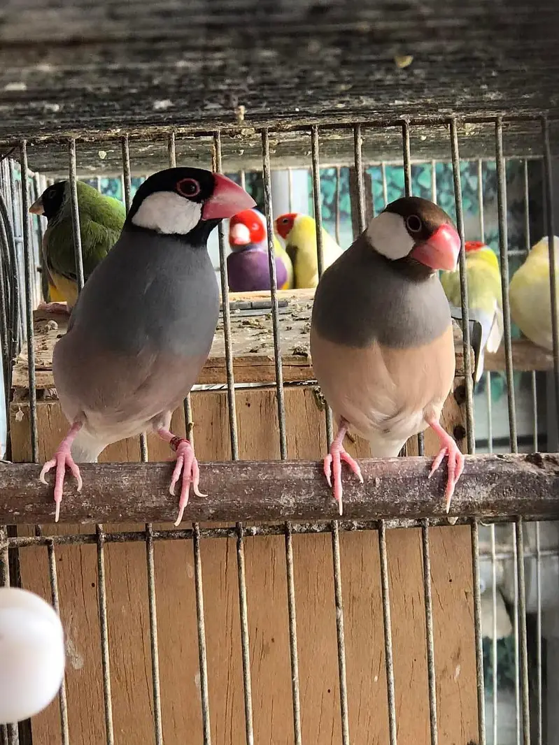 eumo pastel split pair split ki  garentee hai urgent sale Karna hai — photo 6