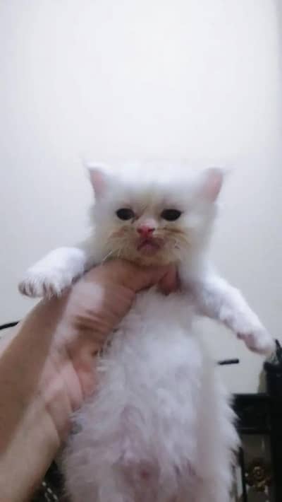 Extreme punch face kitten only 15000