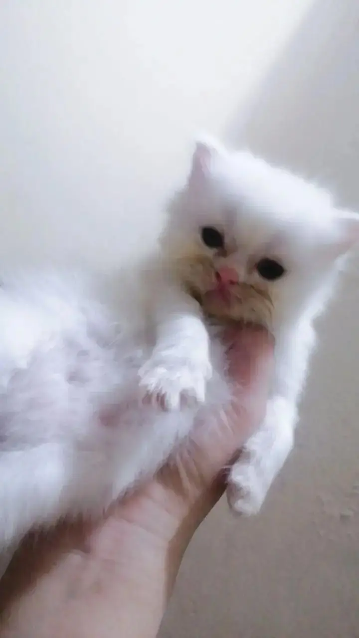 Extreme punch face kitten only 15000 — photo 2