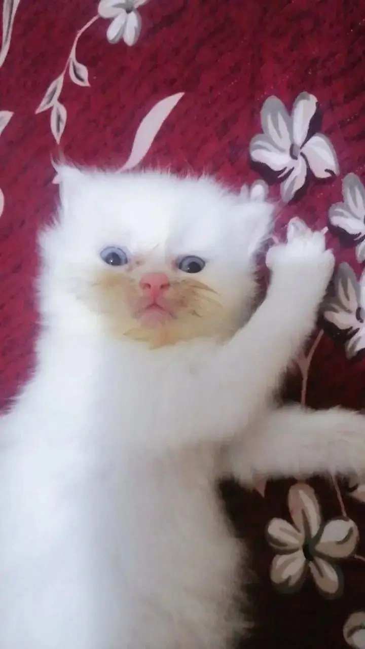 Extreme punch face kitten only 15000 — photo 3