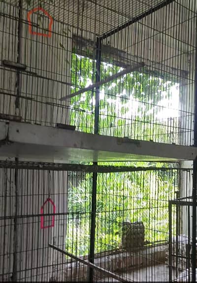 Flying Cage