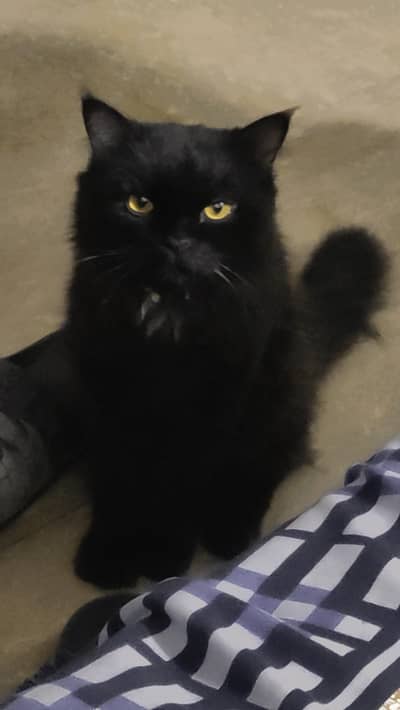 Black male Persian for sale