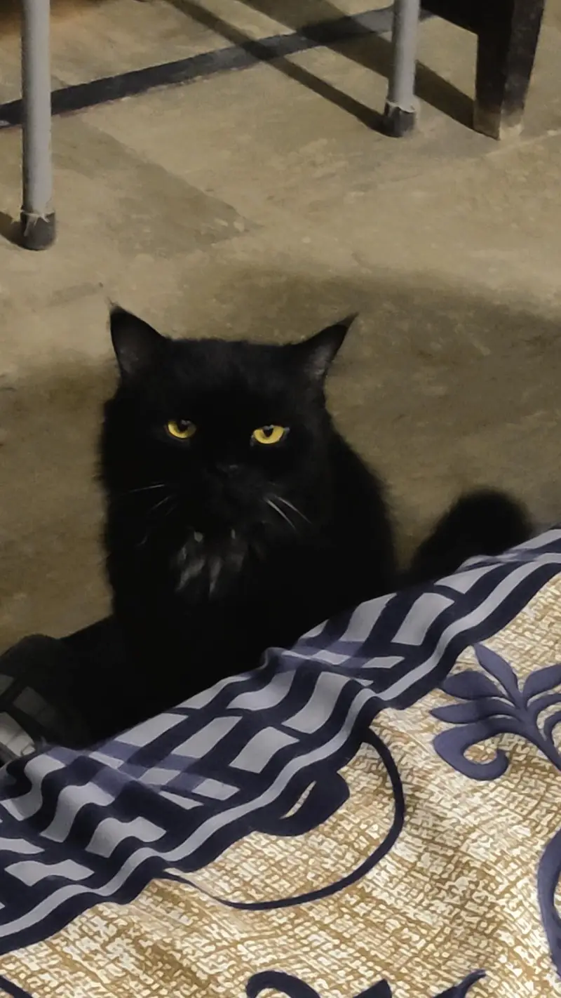 Black male Persian for sale — photo 2