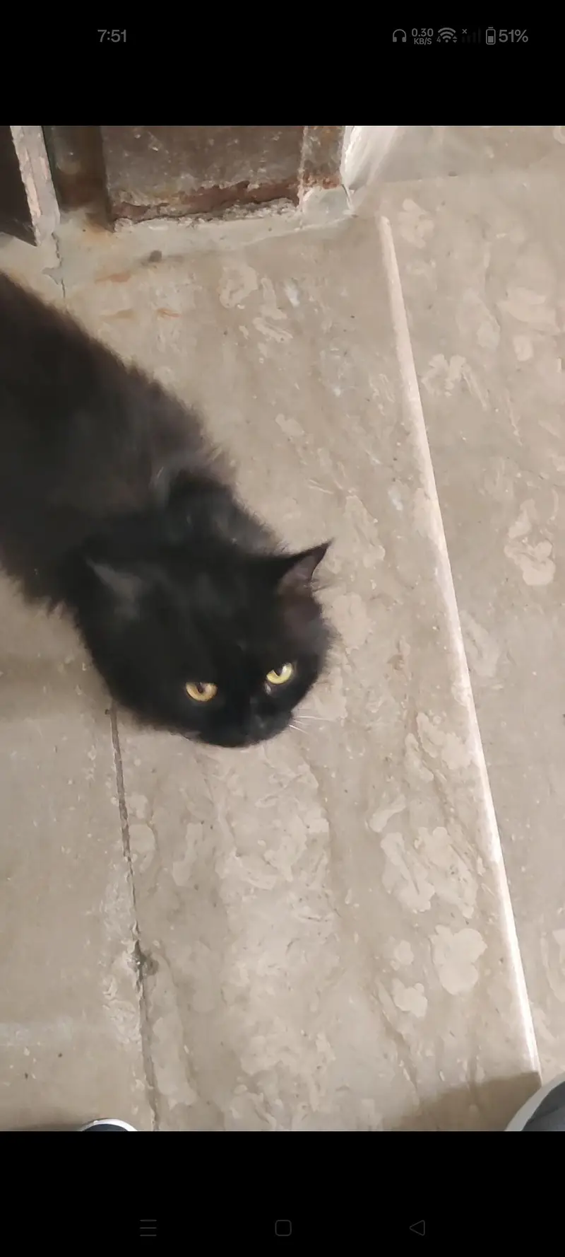 Black male Persian for sale — photo 3