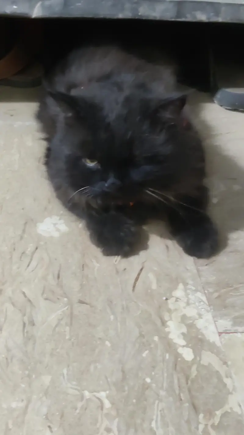Black male Persian for sale — photo 6