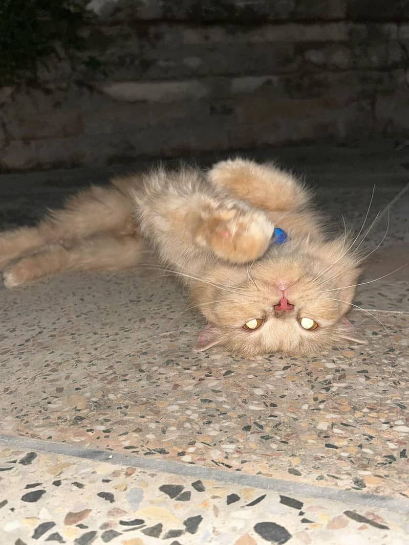 Light Brown Cat 1