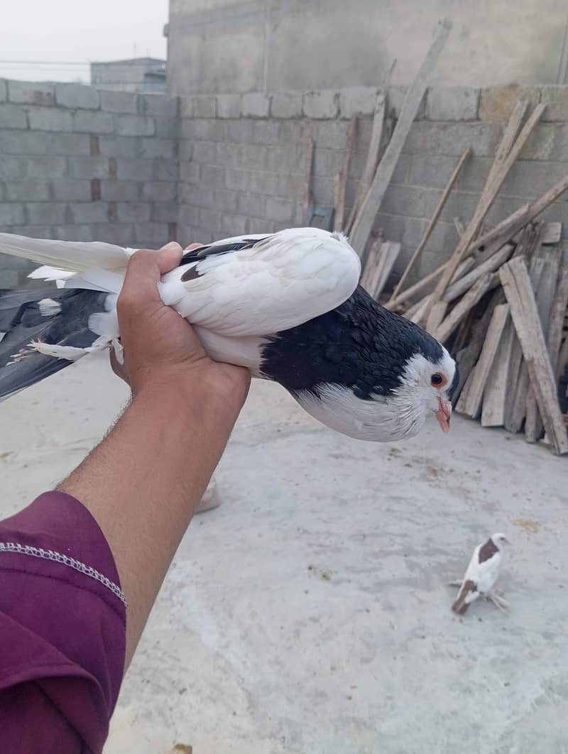 Fancy pigeons 0