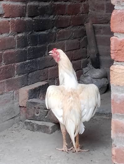 acha patha for sel in Lahore