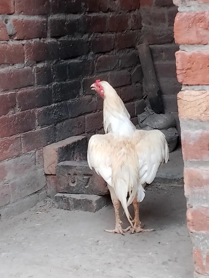 acha patha for sel in Lahore — photo 3