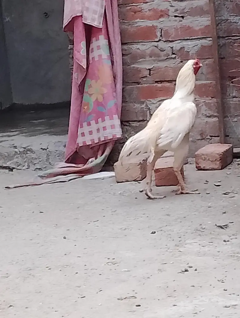 acha patha for sel in Lahore — photo 5