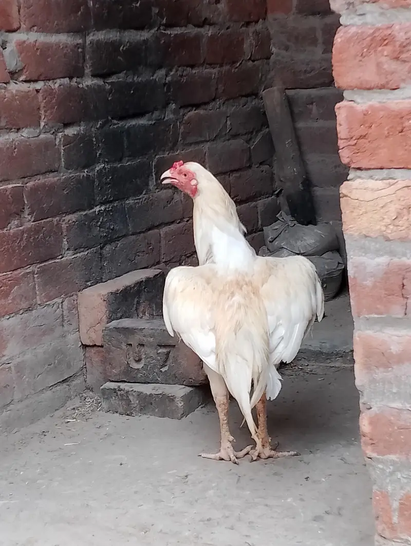 acha patha for sel in Lahore — photo 6