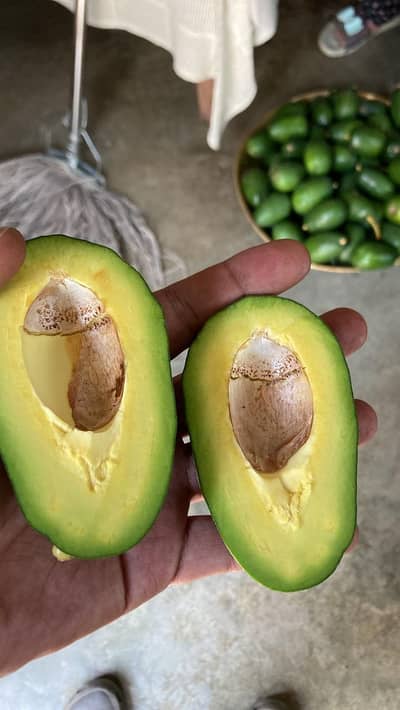 avocados for sale delivery all pakistan