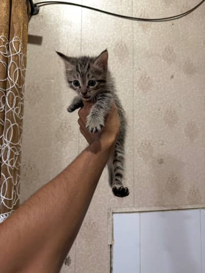 KITTEN FOR SALE HEALTHY AND ACTIVE