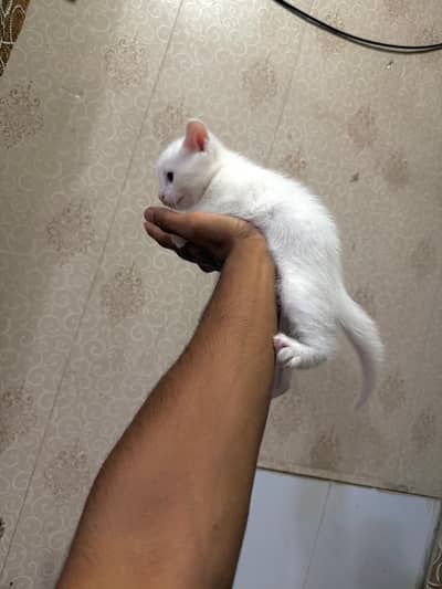 KITTEN FOR SALE HEALTHY AND ACTIVE