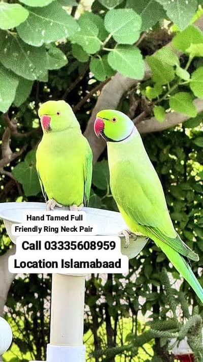 Pair Hand Tamed Friendly Green Ring Neck Male/Female Parrot's