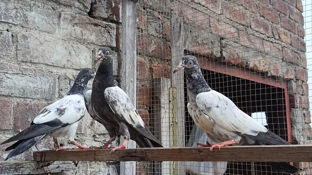Teddy Kamager Breedar Bache — photo 2