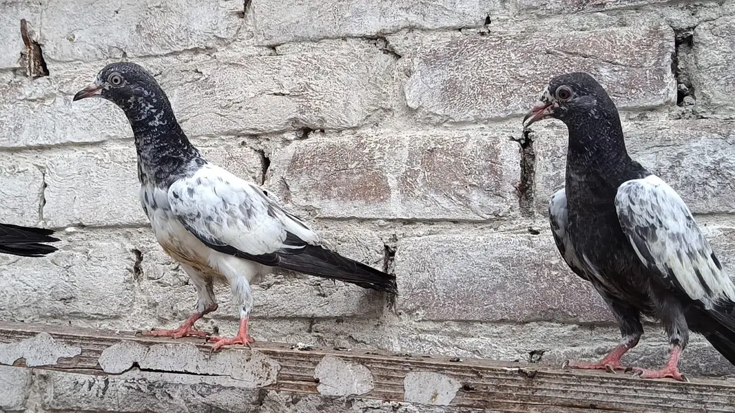Teddy Kamager Breedar Bache — photo 11
