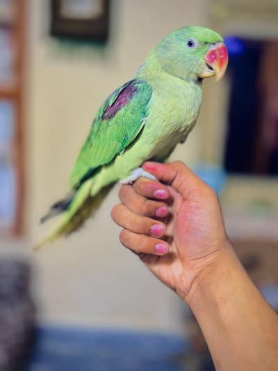 home breeder ka patha ha full size ma ha hand tame ha talking bi kart
