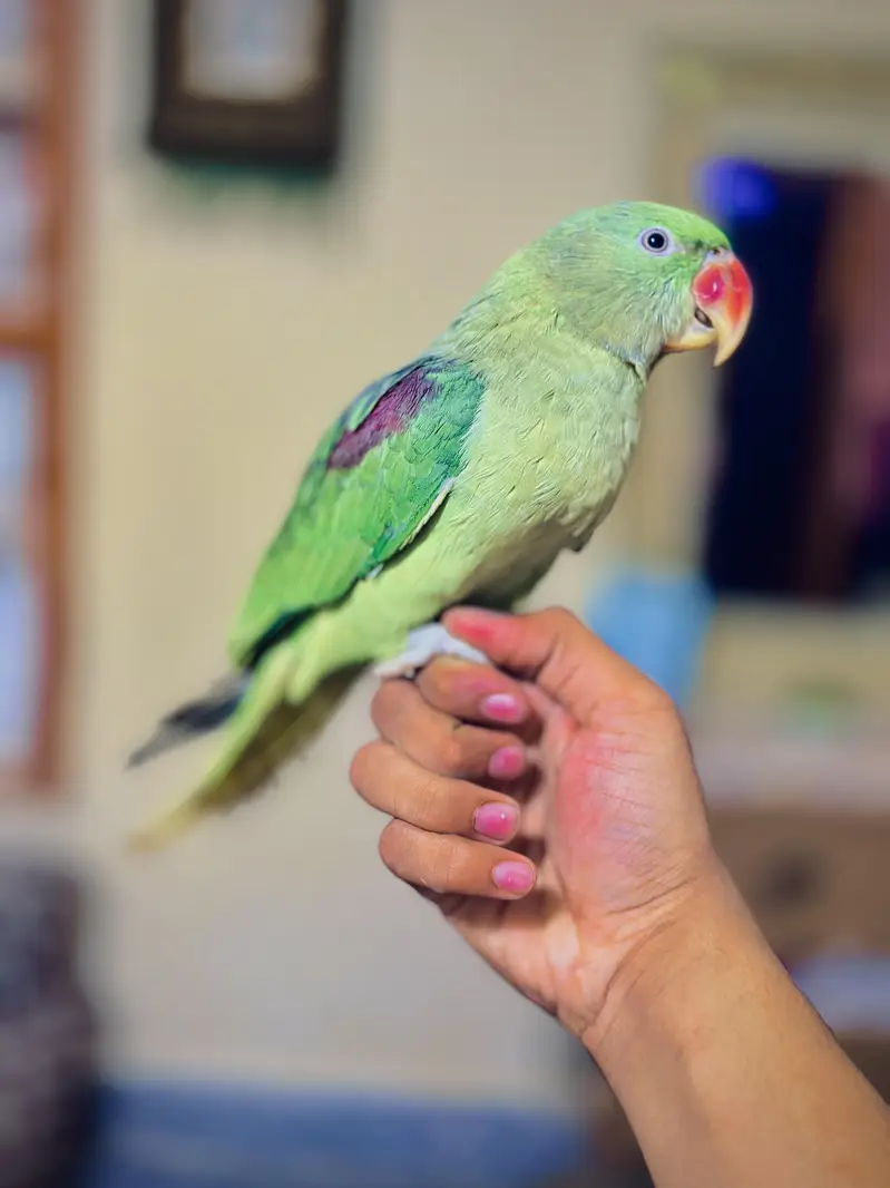 home breeder ka patha ha full size ma ha hand tame ha talking bi kart — photo 2