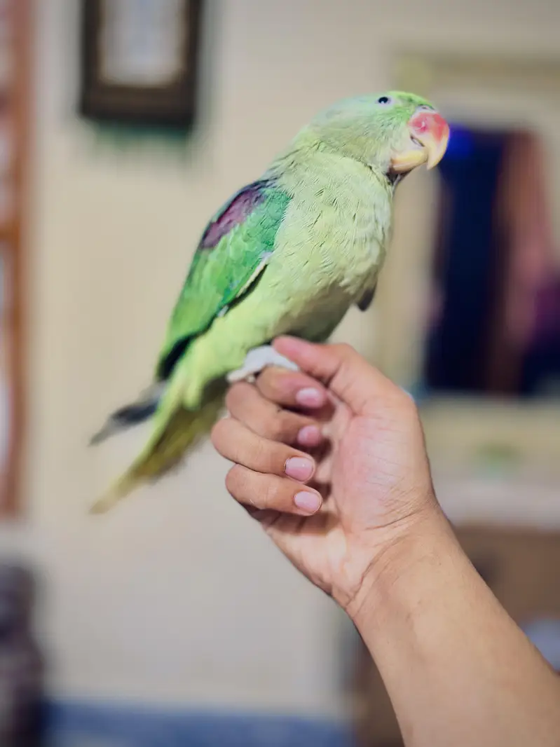 home breeder ka patha ha full size ma ha hand tame ha talking bi kart — photo 3