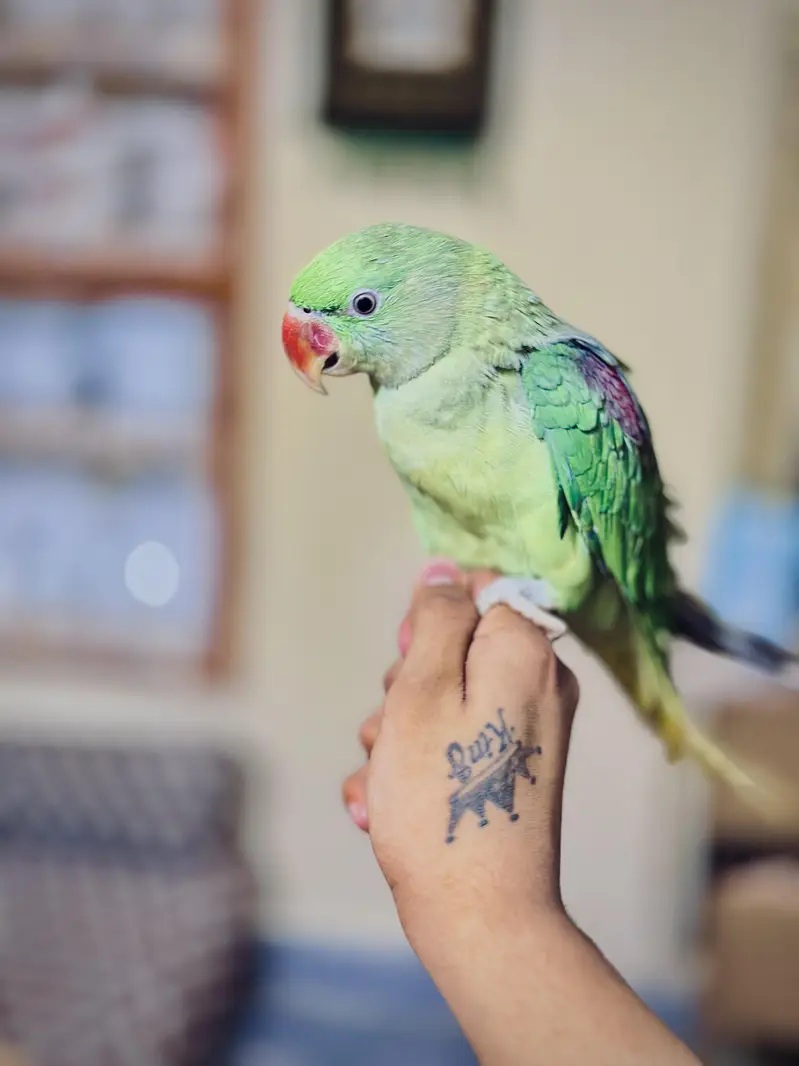 home breeder ka patha ha full size ma ha hand tame ha talking bi kart — photo 4