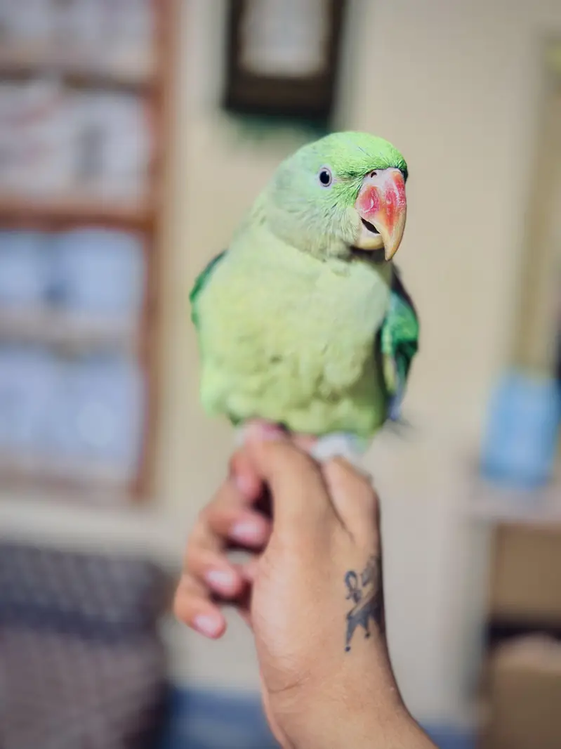 home breeder ka patha ha full size ma ha hand tame ha talking bi kart — photo 5