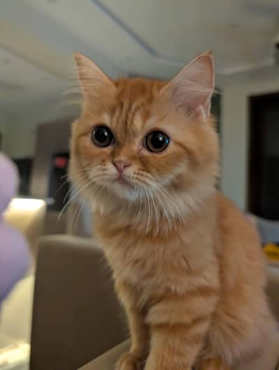 Persian Mix Cat