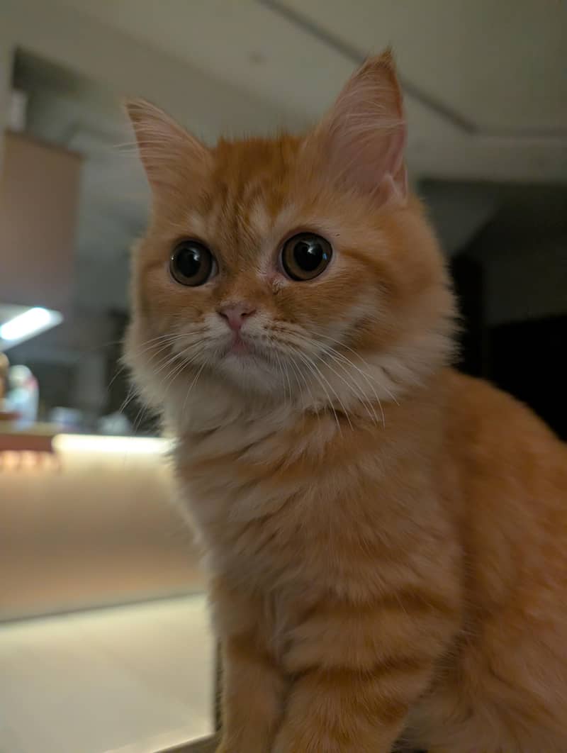 Persian Mix Cat 1