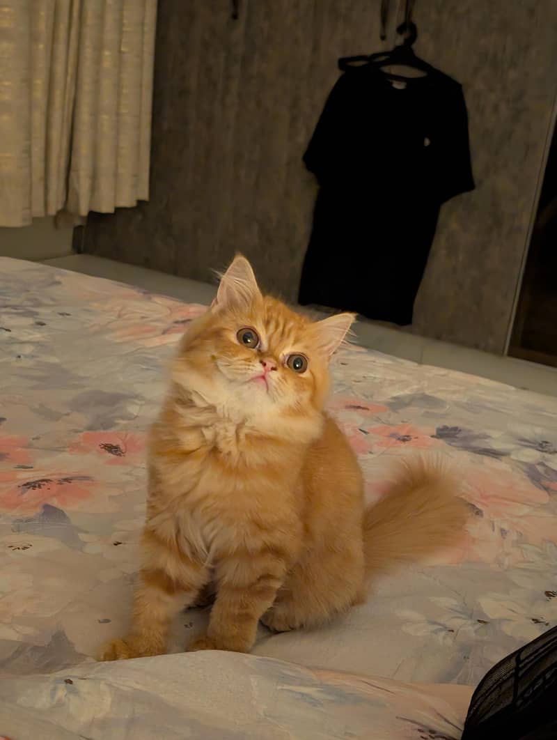 Persian Mix Cat 2