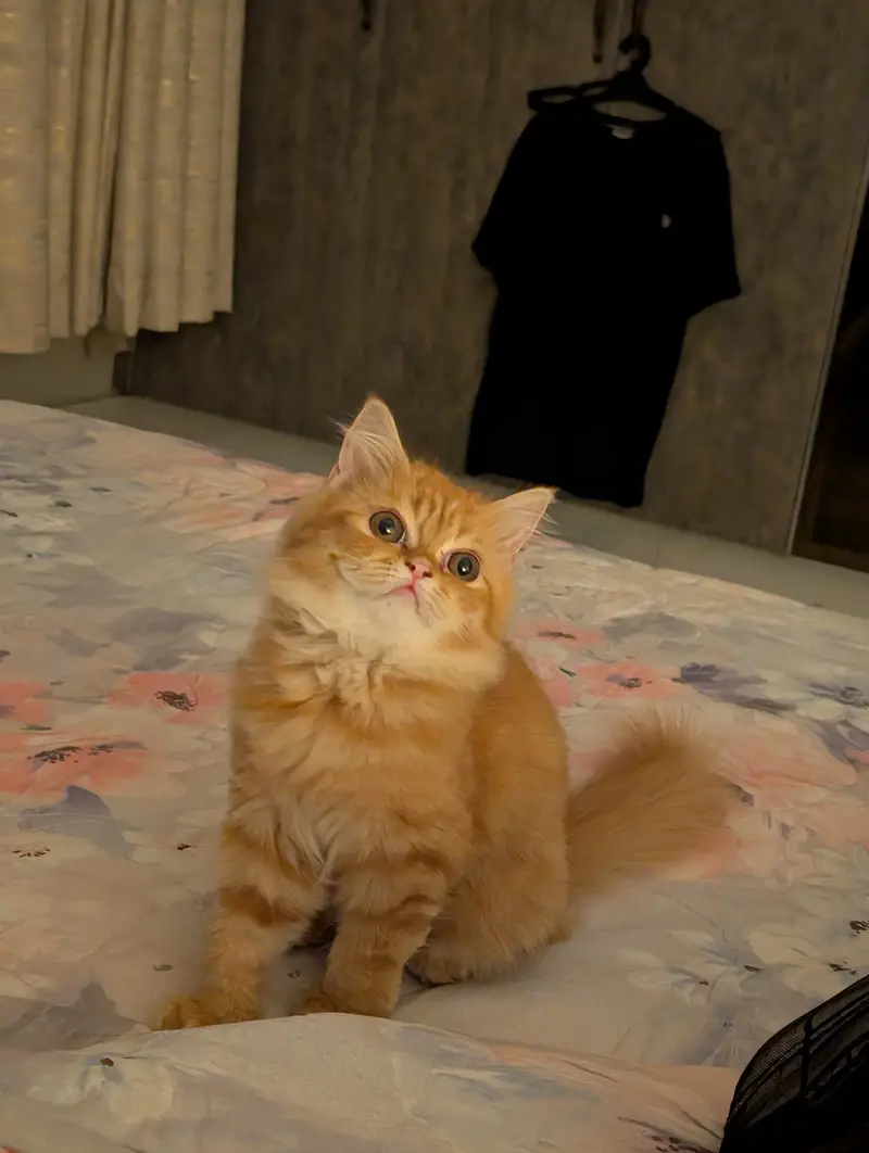 Persian Mix Cat — photo 3