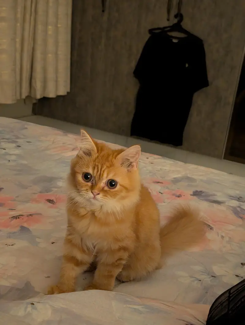 Persian Mix Cat — photo 4