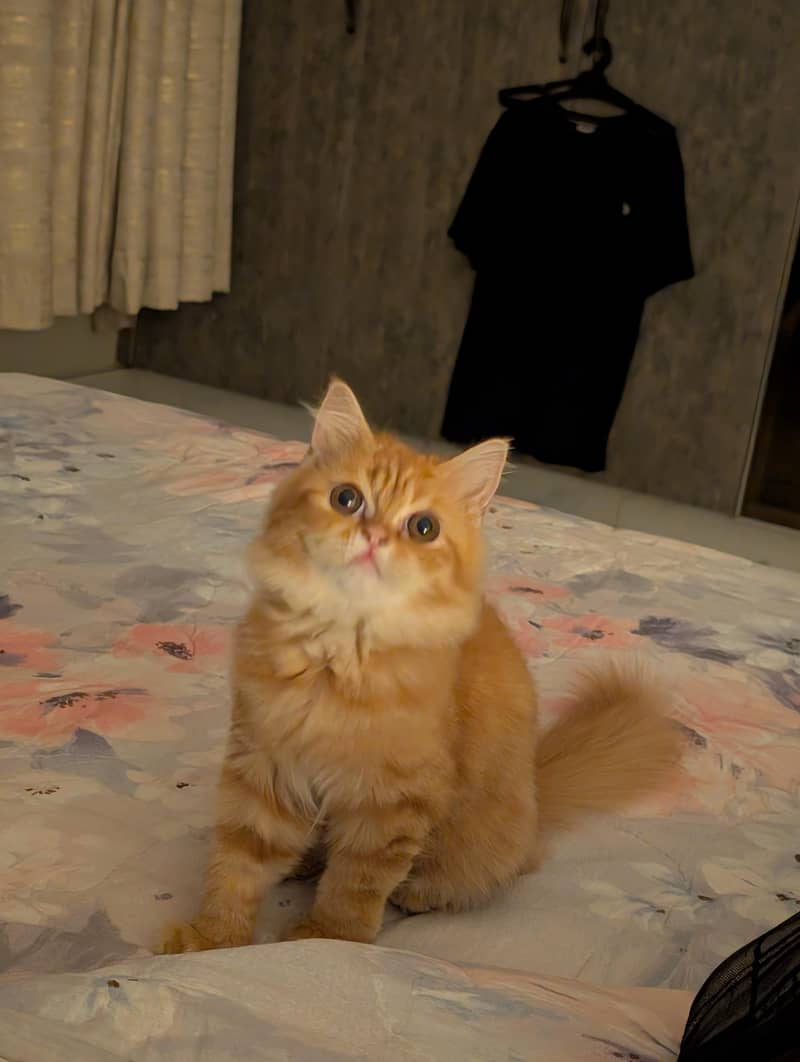 Persian Mix Cat 4