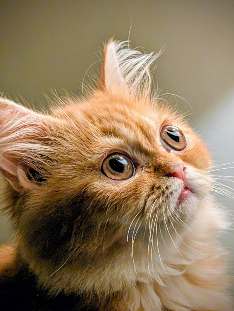 Persian Mix Cat 5