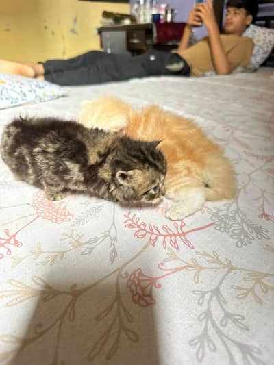 cats for sale at my home