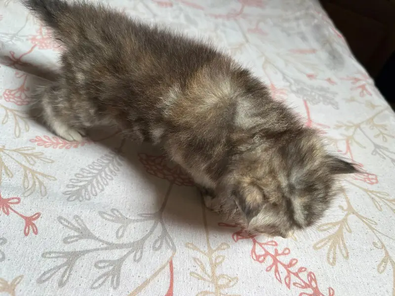 Cute kittens for sale (20 days) old — photo 2