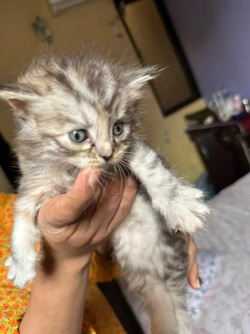 Cute kittens for sale (20 days) old — photo 3
