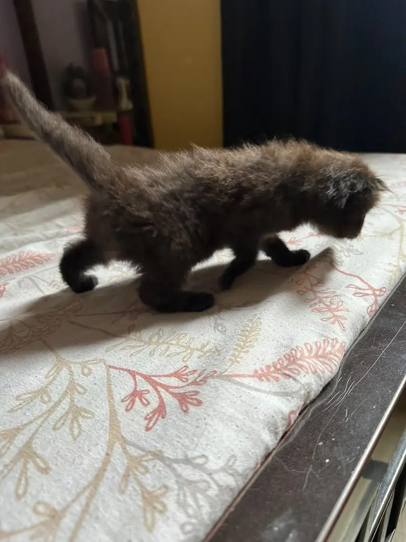 Cute kittens for sale (20 days) old — photo 4