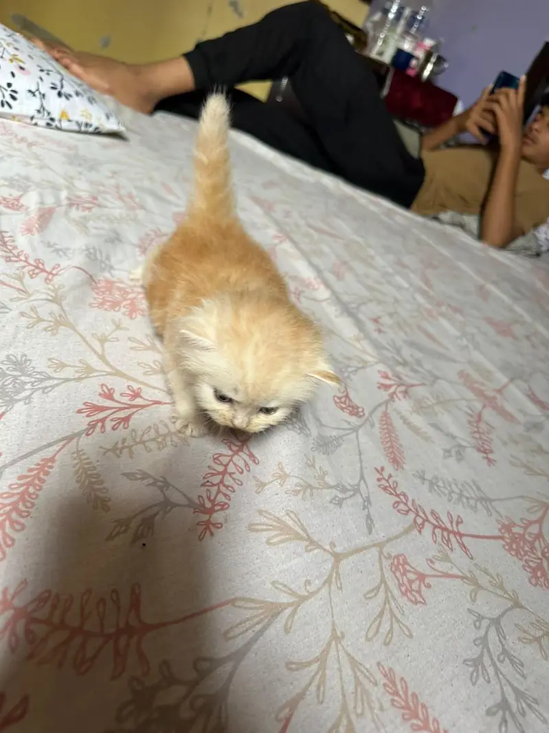 Cute kittens for sale (20 days) old — photo 5