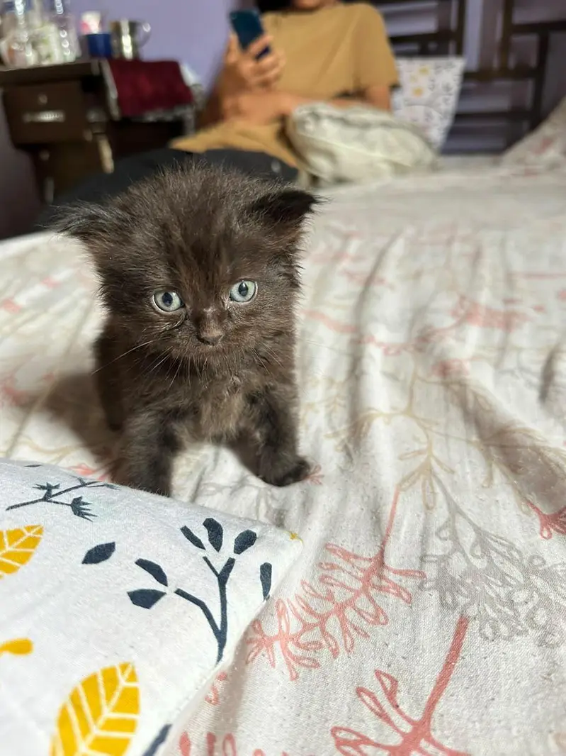 Cute kittens for sale (20 days) old — photo 6