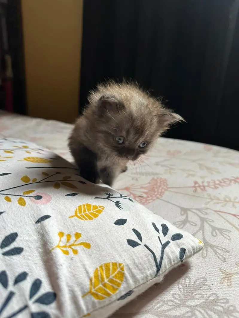 Cute kittens for sale (20 days) old — photo 7