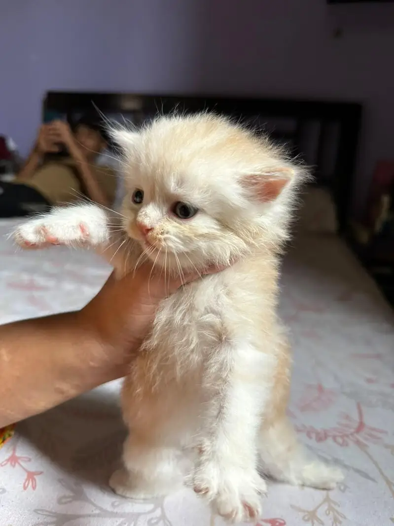 Cute kittens for sale (20 days) old — photo 8