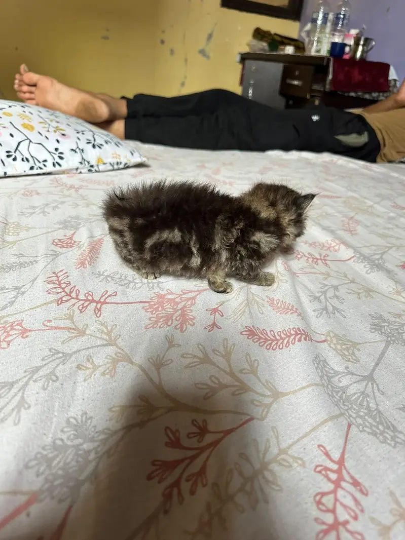 Cute kittens for sale (20 days) old — photo 9