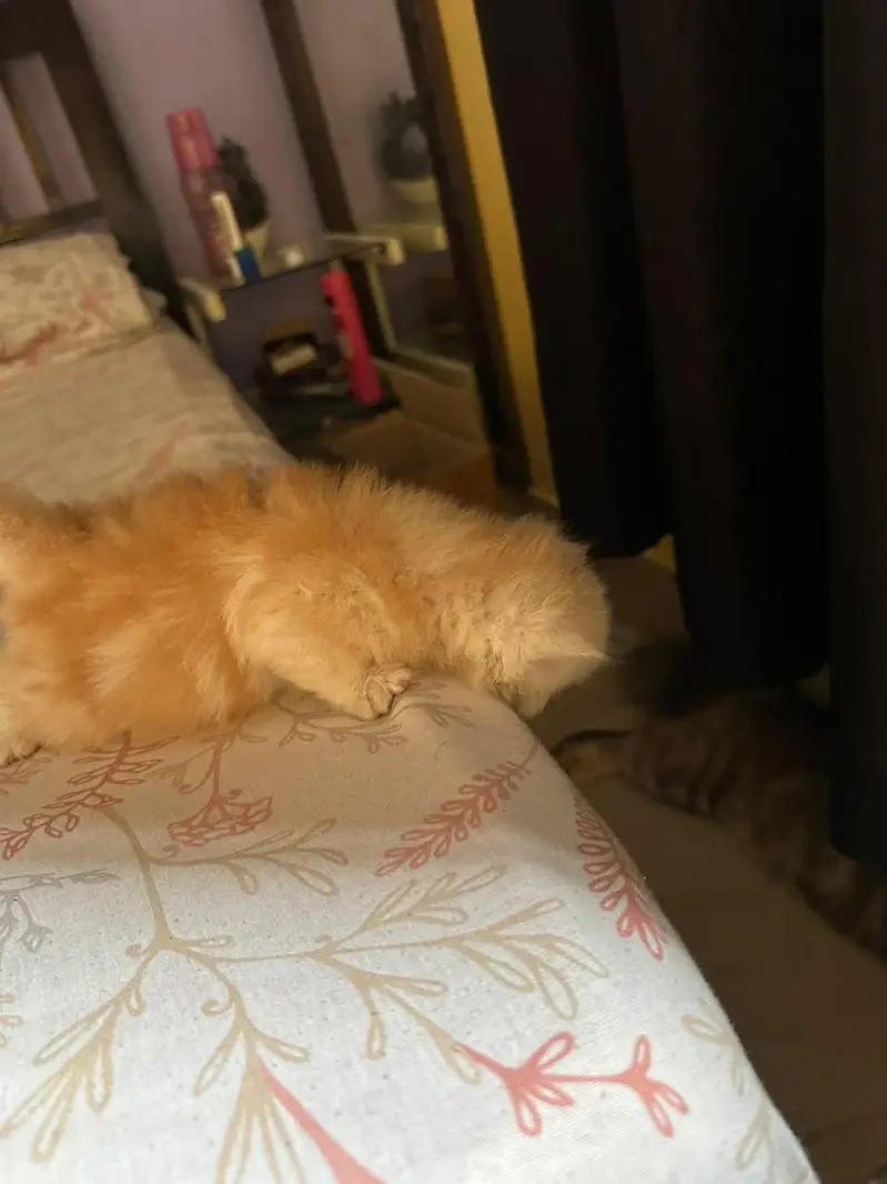 Cute kittens for sale (20 days) old — photo 10