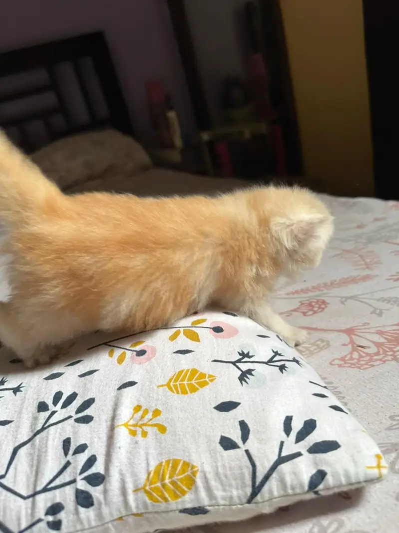 Cute kittens for sale (20 days) old — photo 11