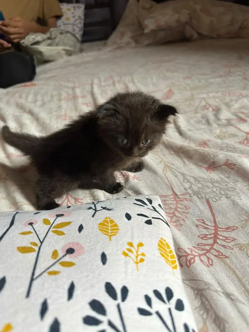 Cute kittens for sale (20 days) old — photo 12