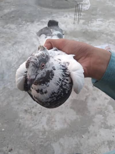 All breed's Pigeons in 2000 urgent sale