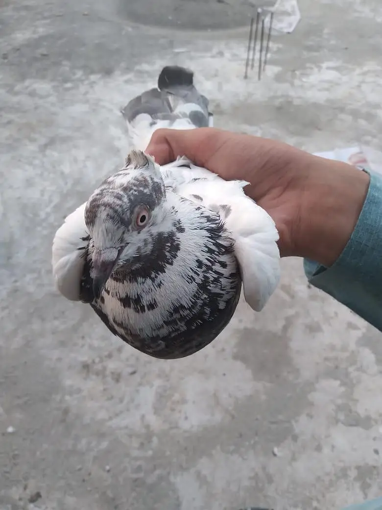 All breed's Pigeons in 2000 urgent sale