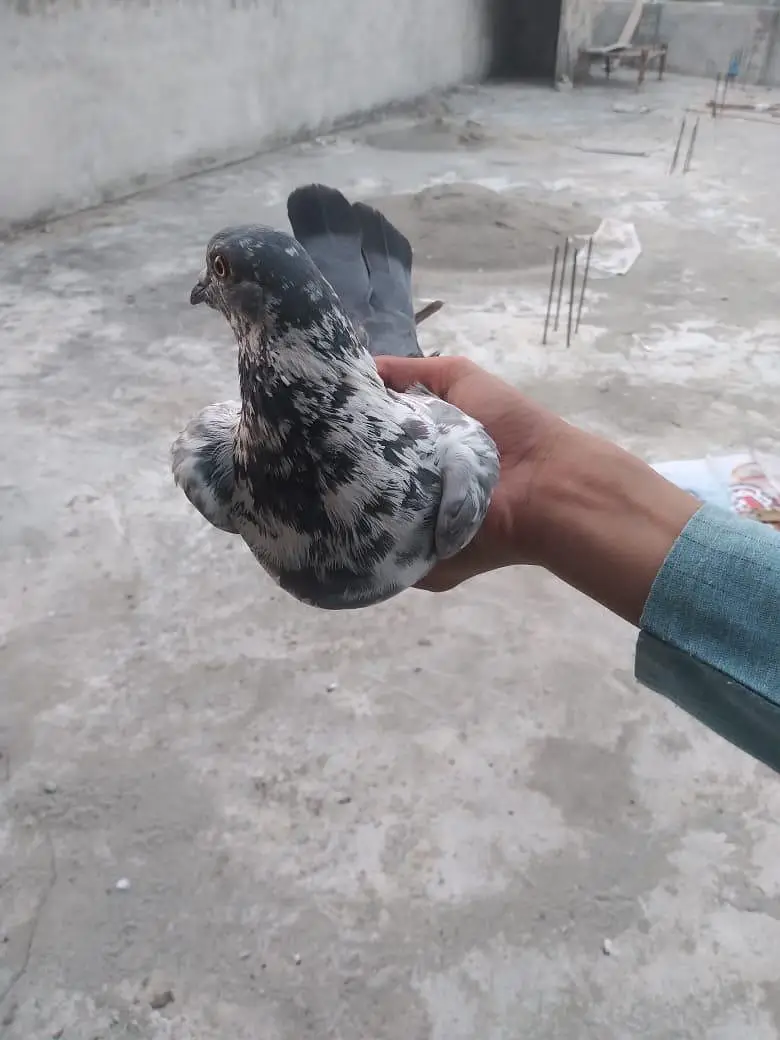 All breed's Pigeons in 2000 urgent sale — photo 2