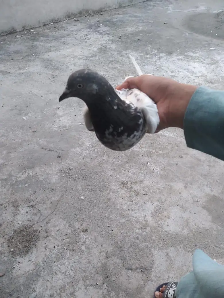 All breed's Pigeons in 2000 urgent sale — photo 3