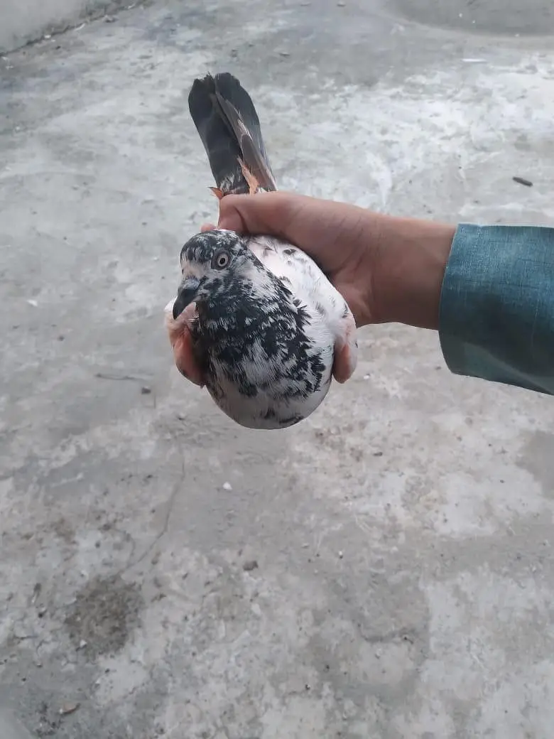 All breed's Pigeons in 2000 urgent sale — photo 4